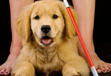 Reasonable Accommodations/Modifications